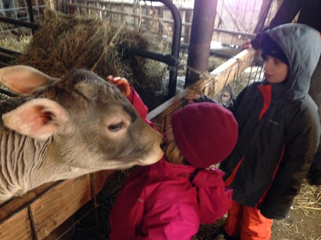 Greyrock Farm calves